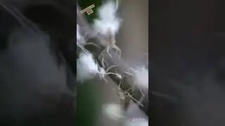 Dancing aphids