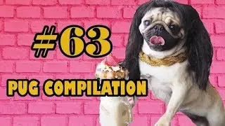 Pug Compilation 63 - Funny Dogs but only Pug Videos | Instapugs