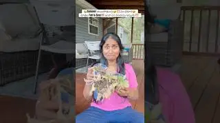 ఈ time లో ఇంకా ఏం పెంచచ్చు⁉️మెంతికూర🤩#shorts #trending #gardening #farming #plants #organic #garden
