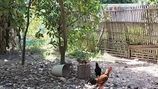 SAM Green Farm, Travel In Cambodia, Visiting Rural Homes