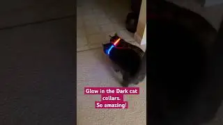 Glow in the Dark cat collars. So amazing!