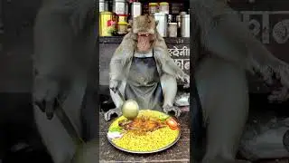 Monkey chef make Indian street food 🐒🔥 #shorts #food #monkey