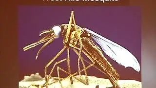 Talking Science: &ldquo;Viruses: Biology&rsquo;s quick and undead&rdquo; featuring Charles M. Rice