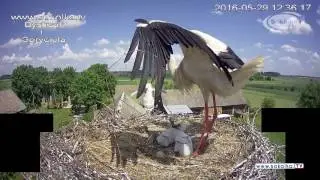 Bocian wyrzuca pisklę z gniazda | The stork is reproaching the chick from the nest