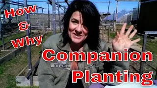 How and Why to Get Started with Companion Planting {{& WHY YOU NEED TO}}