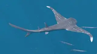 Aquilolamna - Eagle Shark [ 3D animation ]