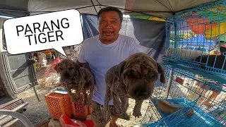 EKSENA SA BOCAUE JANUARY 30, 2026 | PET TIANGGE