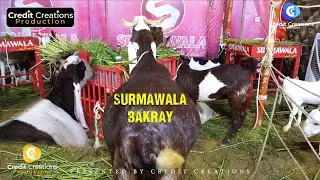 Surmawala Bakray  Season 2022 | Biggest and Expensive | Bakra Collection | Bakra Eid 2022