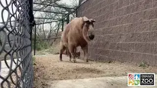 Takin | Omaha's Henry Doorly Zoo and Aquarium