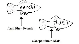 Molies,platy,swordtail, male and female difference