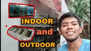 How To Breed Guppy | Indoor & Outdoor Setup