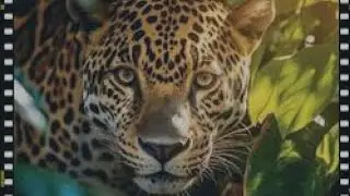 The Leopard of Daniel 7