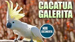 Cacatua galerita (mini documental)