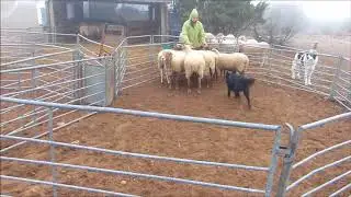 Max monte sur le dos des brebis, stage troupeau, La Couvertoirade Nov 2017
