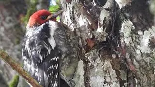 Red-breasted Sapsucker (Sphyrapicus ruber) in the Tualatin Mountains