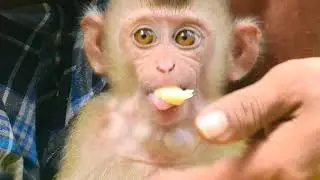Homeless ! Orphan Baby Hug Good Man As Father, He Feed & Groom Warmly,Pitiful Baby Monkey