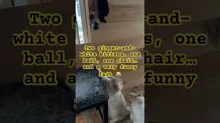 #cat Two ginger-and-white kittens, one ball, one chair&hellip; and a very funny fail 😹