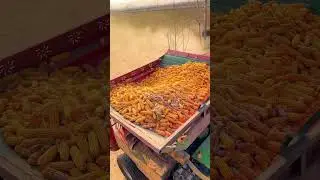 #corn #machine #fastgrowthplan #farmmachinery #farming