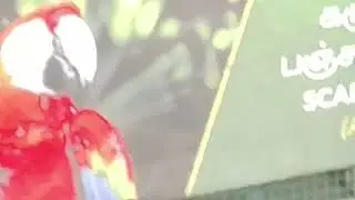 Scarlet Macaw In Vandalur Zoo With Nathasha Bedingfield Love Like This 