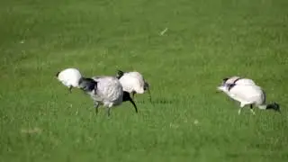 A look at the Bin Chicken
