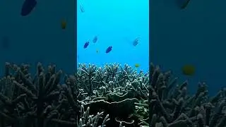 Jolly Buoy Island * Andaman Tourist places 2022
