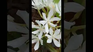 White beauty 🌼@Nishabi #beautiful #flowers
