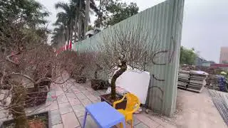 Hôm nay đi xem chơ xuân bán cam chanh bưởi và đào thế