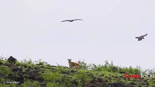 Pair of Bonelli's Eagles try and ward of a Feral Dog fro their area, shot with the Canon EOS R5