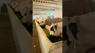 White & Black Fateh Jangi I #sacrificeoflove #cow #fatehjangi #punjabisong #newsong #mysacrifice
