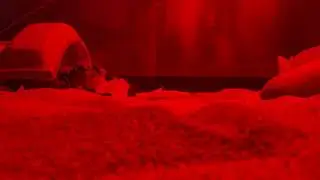 Uromastyx 