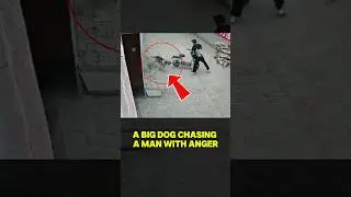 A Man Received Unexpected Beat From A Big Dog Chasing With Anger 😢🥺