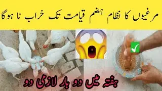Home Mad Hen's Feed/By Aseel Hen House /مرغیوں کو پیاز دینے کا بہترین طریقہ 