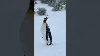 A King Penguin Walks Past &ndash; South Georgia Life #SouthGeorgia #AntarcticLife #m#KingPenguin