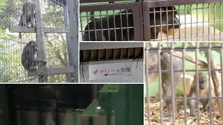 マンドリルのドリーはどこへ消えた　到津の森公園・東山動植物園・福山市立動物園　202601