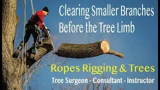 Clearing Smaller Branches Before the Tree Limb #9