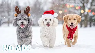 12 часов ТВ для собак 🐶 Спокойная музыка для собак дома 🎶 Снятие стресса