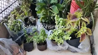 ✨Nursery Plant's shopping haul with price💰/ pattharchatta#lemongrass#mint pudina#colourfulColeus