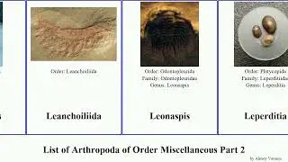 List of Arthropoda of Order Miscellaneous Part 2. problematicus stemmiulus palaeoisopus trypetesa