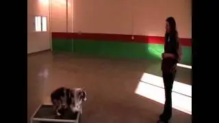Dog Training in Minneapolis