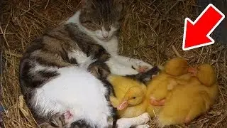 Orphaned Ducklings In Desperate Need Of A Home Get Taken In By An Unlikely New Family