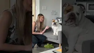 просто так получается, что бульдоги пытаются украсть твою девушку 😂 #бульдог #английскийбульдог #...