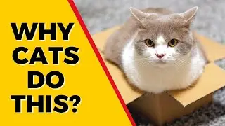 10 Unusual Cat Behaviors (And What They Mean)