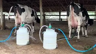 DUAS VACAS DE LUXO DE 3º PARTO DISPONÍVEIS PARA VENDA! CONTATO: (87)9.9116-7281 ou (87)9.9155-9010