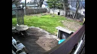 20240404 162140 Neighbors cat backyard sped up