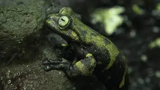 Rare Ecuadorian Frogs