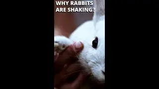 Почему мой кролик дрожит и трясётся? #Shorts