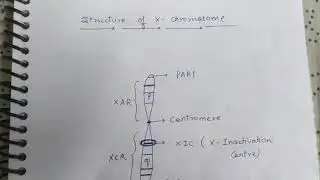 Structure of X Chromosome and Sex determination: Part 1