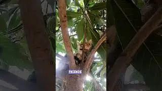 Adorable Virgo the Cat's Hilarious Naptime Adventure in a Tree!