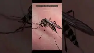 Zoom in: the silent killer &mdash; mosquito.&rdquo; #Shorts #microAnimals