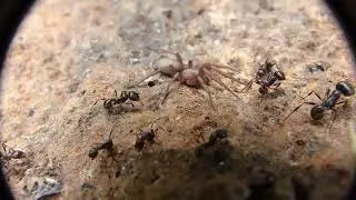 Anagraphis ochracea simbionte delle formiche Messor ibericus